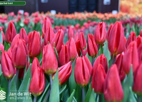 Tulipa Red Gold ® (2)